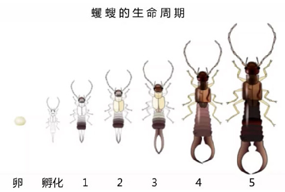 為了生態(tài)，荷蘭人很會(huì)有效利用昆蟲資源