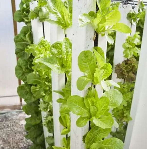 如何解決溫飽問題？荷蘭垂直農(nóng)場種蔬菜
